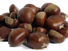 KESTANE
